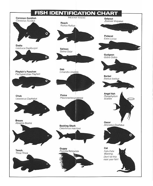 Minnesota Fish Identification Chart